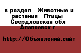  в раздел : Животные и растения » Птицы . Свердловская обл.,Алапаевск г.